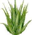 Aloe Vera Plant